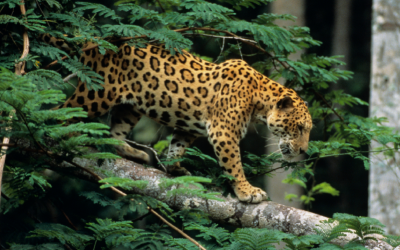 Tras las huellas del jaguar: una actividad para vivirla en el MIC