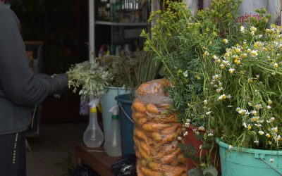 Relatos e Historias personales sobre plantas medicinales: Encuentro de Hierbateras