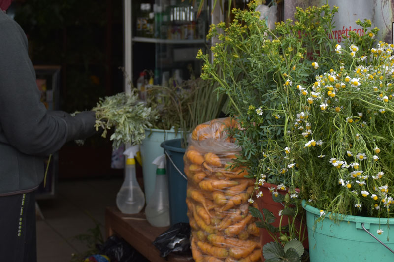 Relatos e Historias personales sobre plantas medicinales: Encuentro de Hierbateras