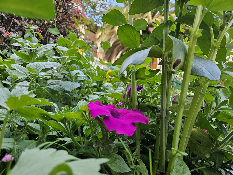 ¿Cómo asilvestrar un jardín? Una apuesta por el cuidado de los ecosistemas