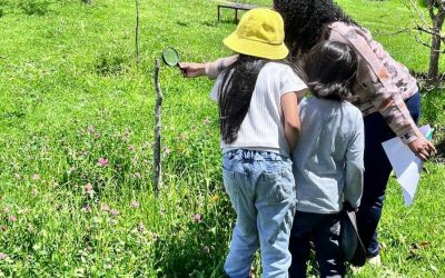 Zumbidos y colmenas: abejas en acción