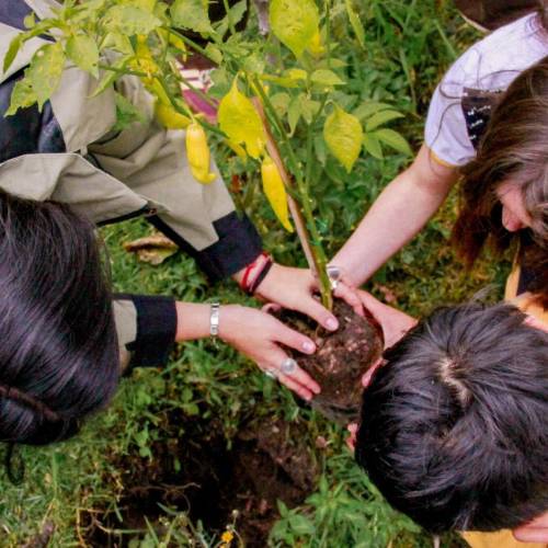 Compostatón en el MIC