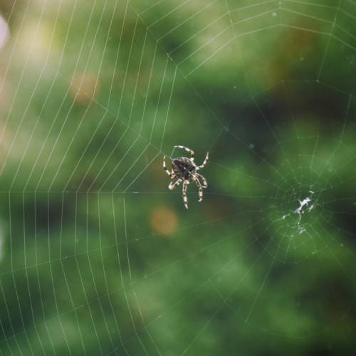 Mis amigas las arañas