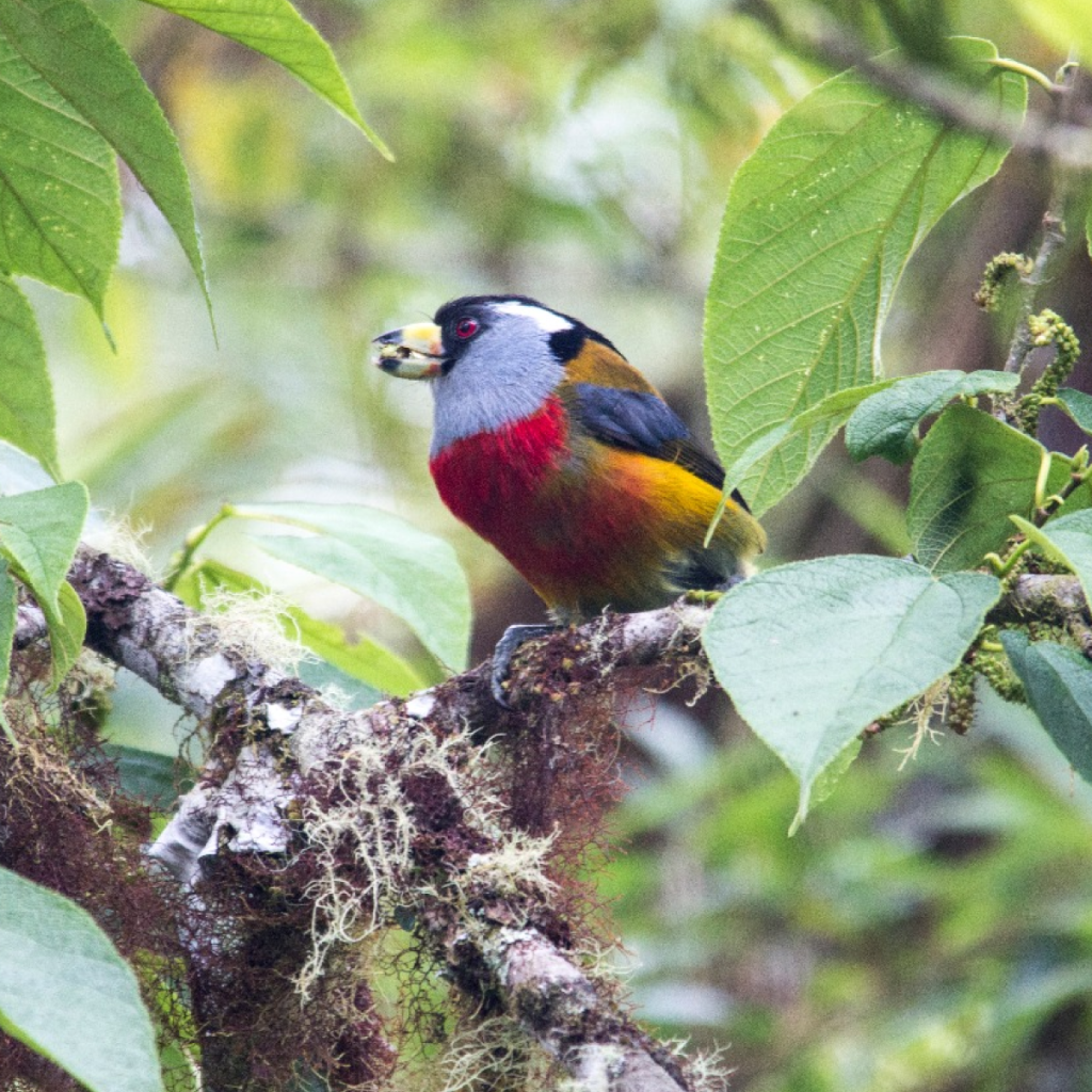 Inauguración de la exposición temporal ¿Quién habita el Chocó Andino?